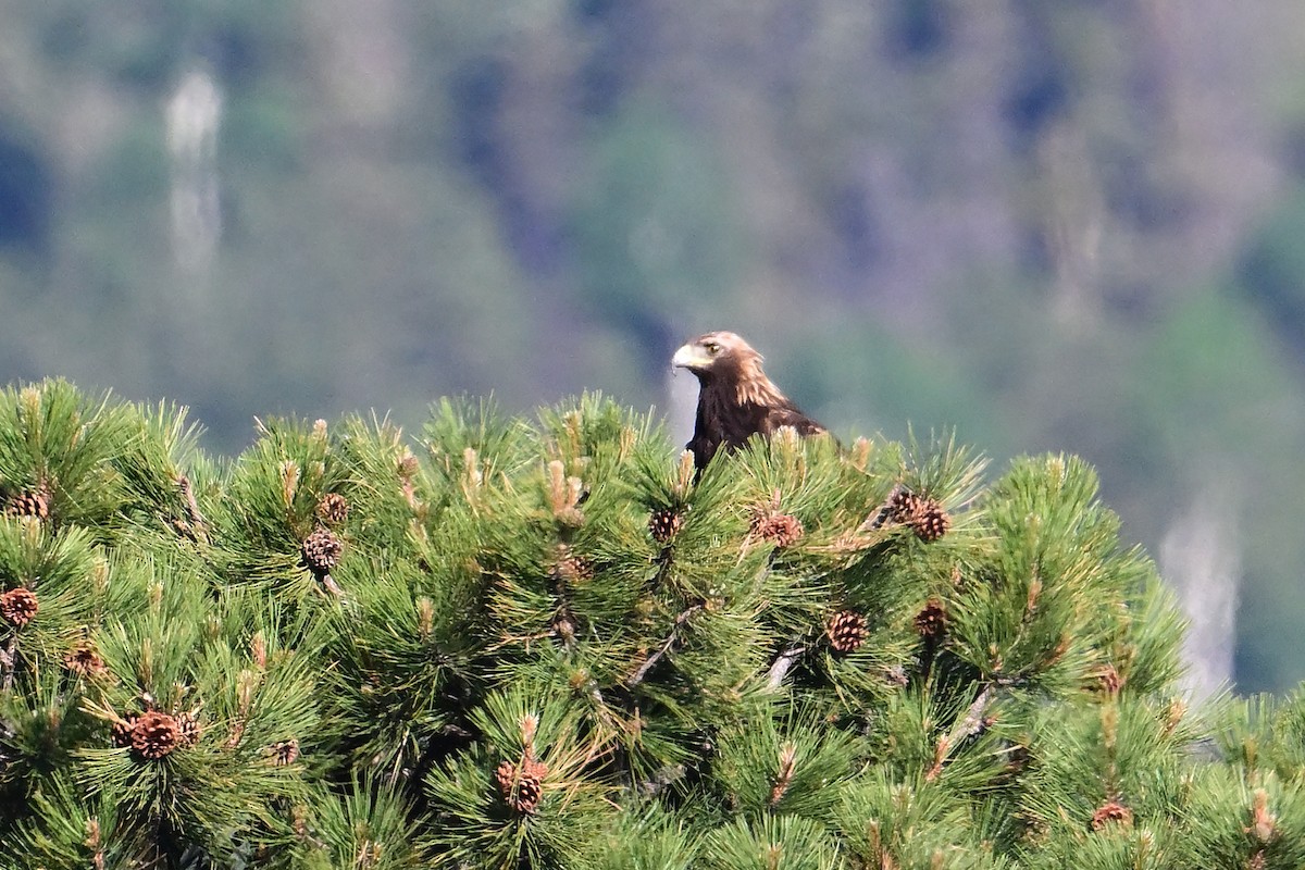 Golden Eagle - ML620554416