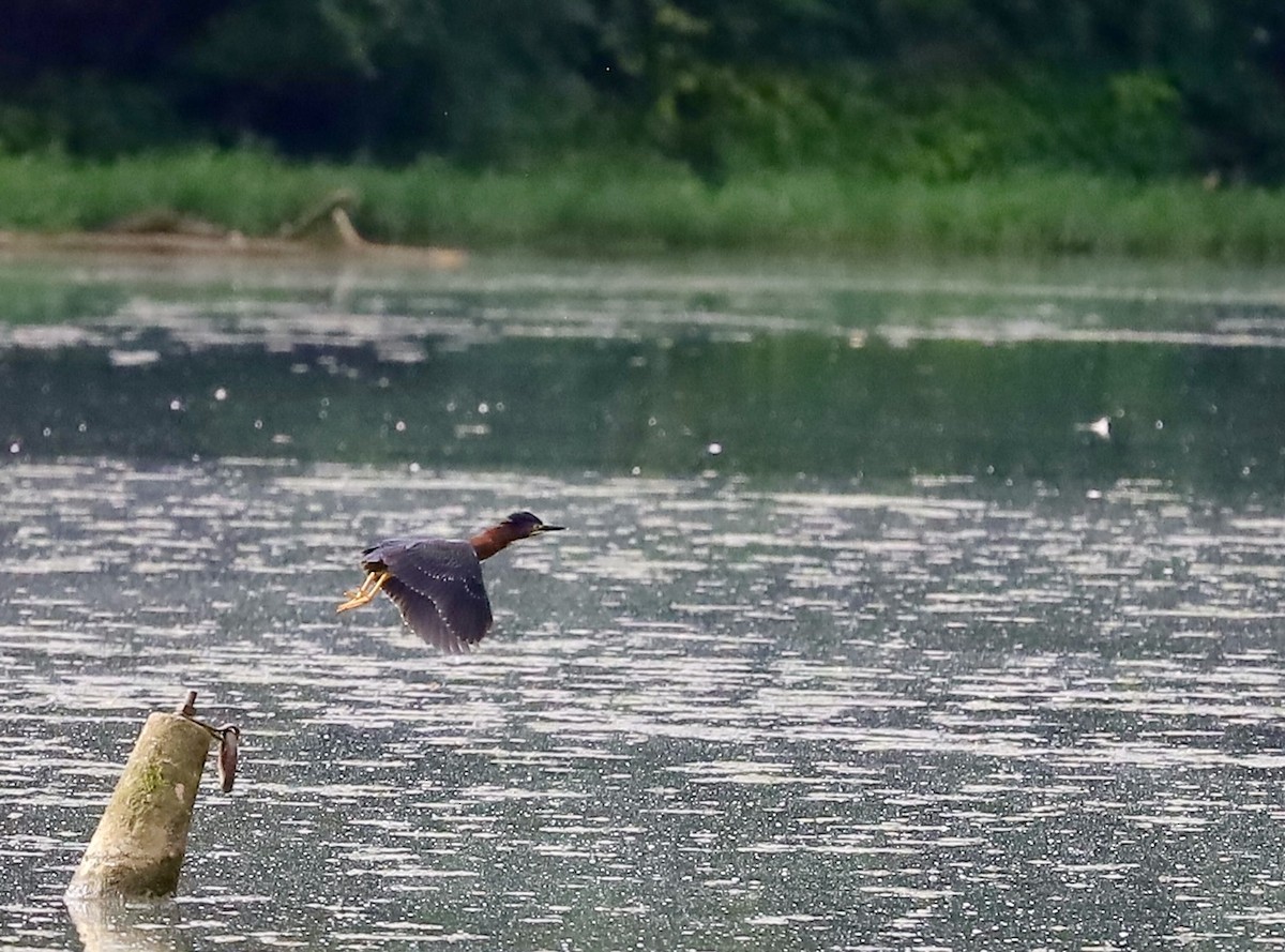 Green Heron - ML620554422