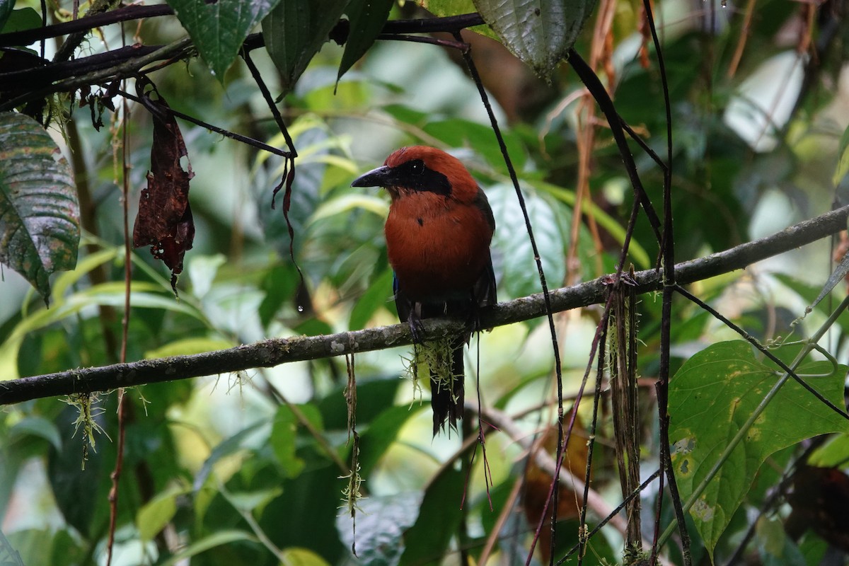 Rufous Motmot - ML620554426