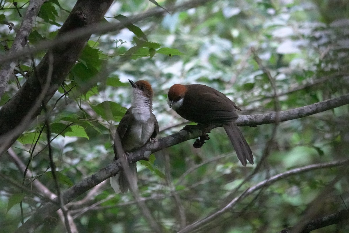 Rufous-crowned Laughingthrush - ML620554433