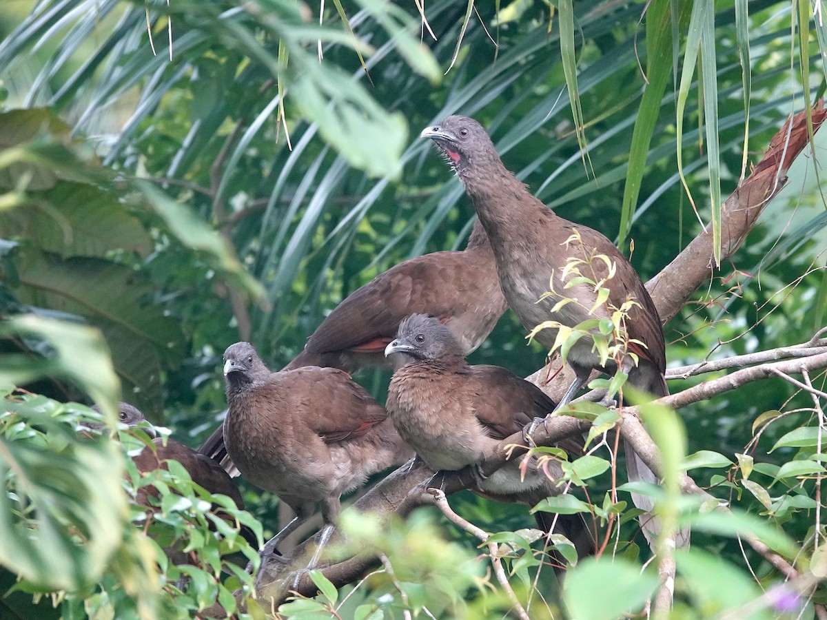 Gray-headed Chachalaca - ML620554445