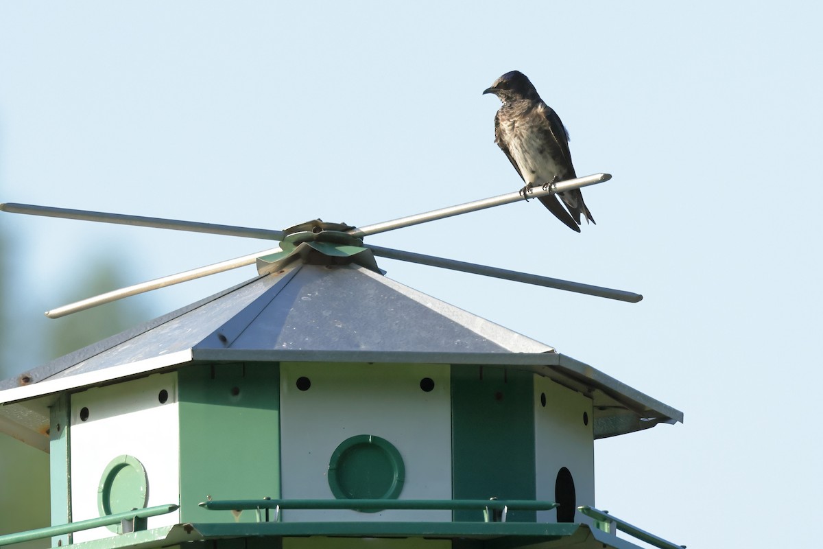 Purple Martin - Charlie Arp