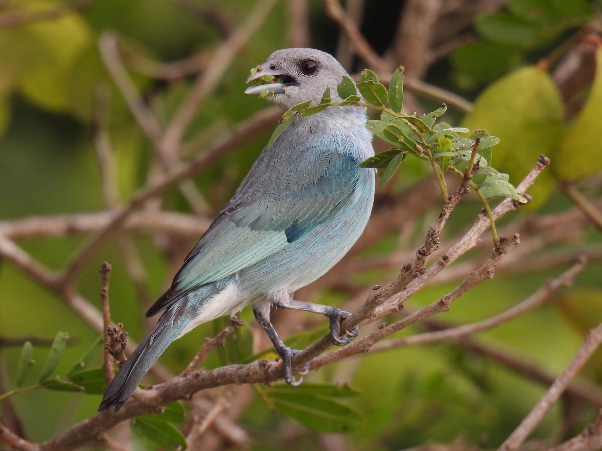 Glaucous Tanager - ML620554453