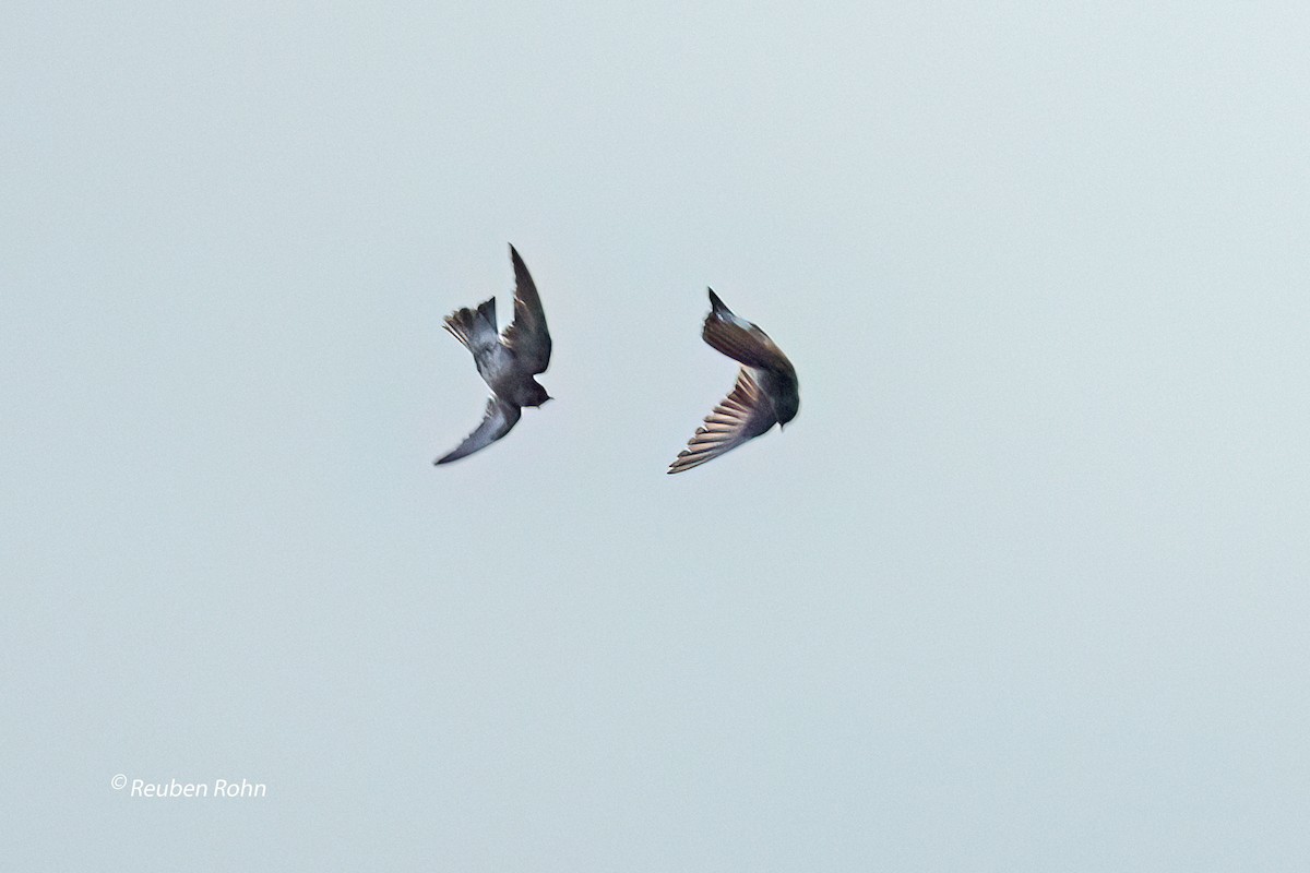 Northern Rough-winged Swallow - ML620554462