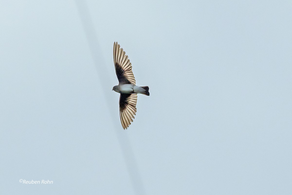 Northern Rough-winged Swallow - Reuben Rohn