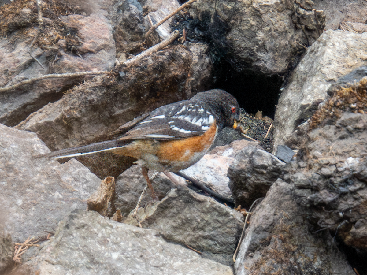 Spotted Towhee - ML620554467