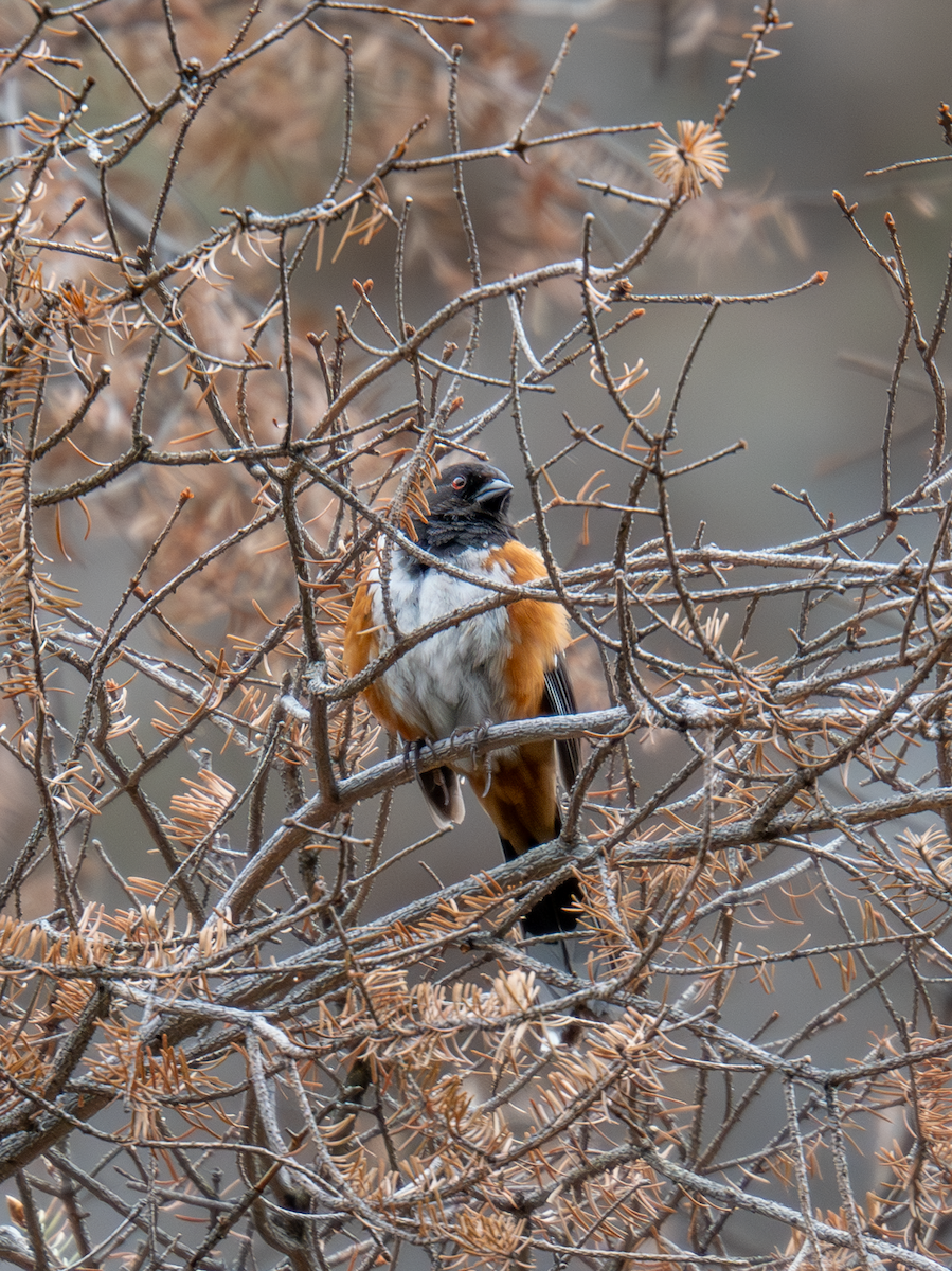 Spotted Towhee - ML620554468