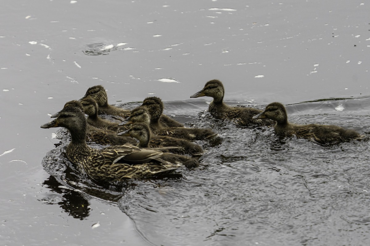 Canard colvert - ML620554470