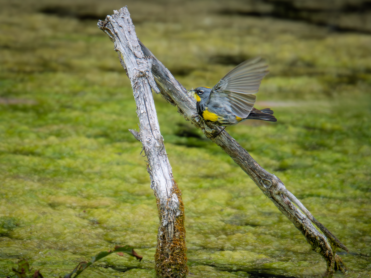 Yellow-rumped Warbler (Audubon's) - ML620554472