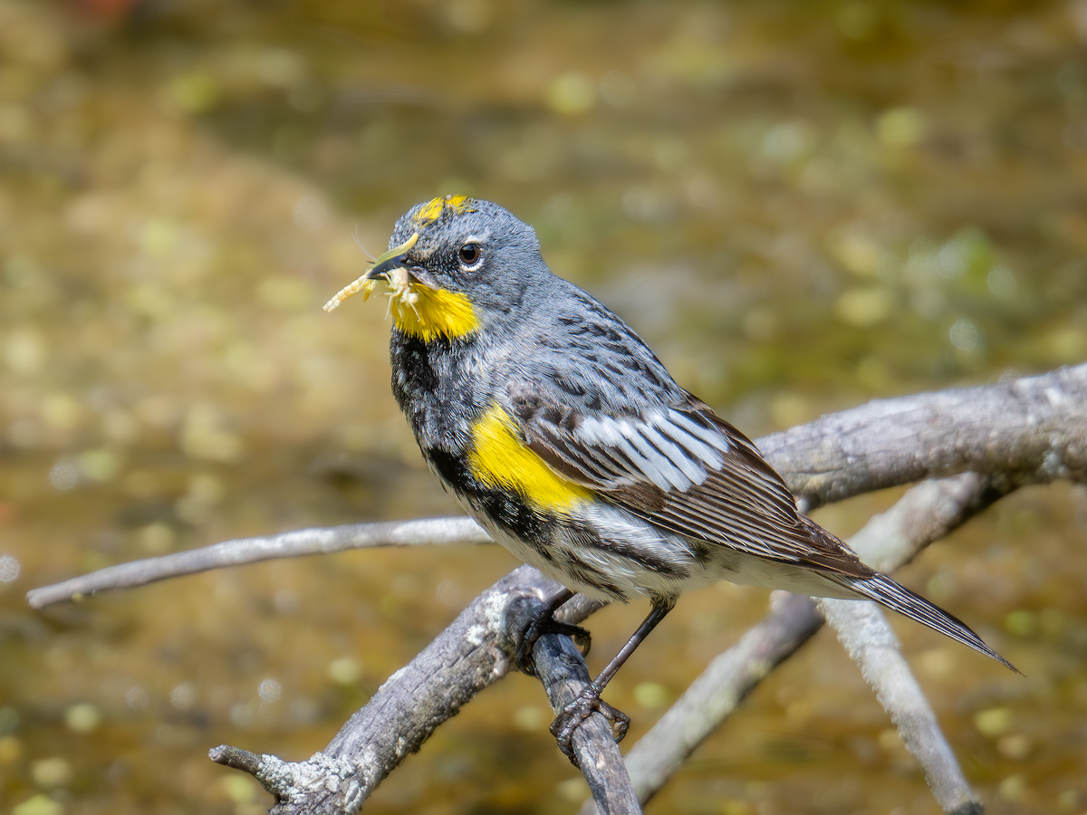 Yellow-rumped Warbler (Audubon's) - ML620554473