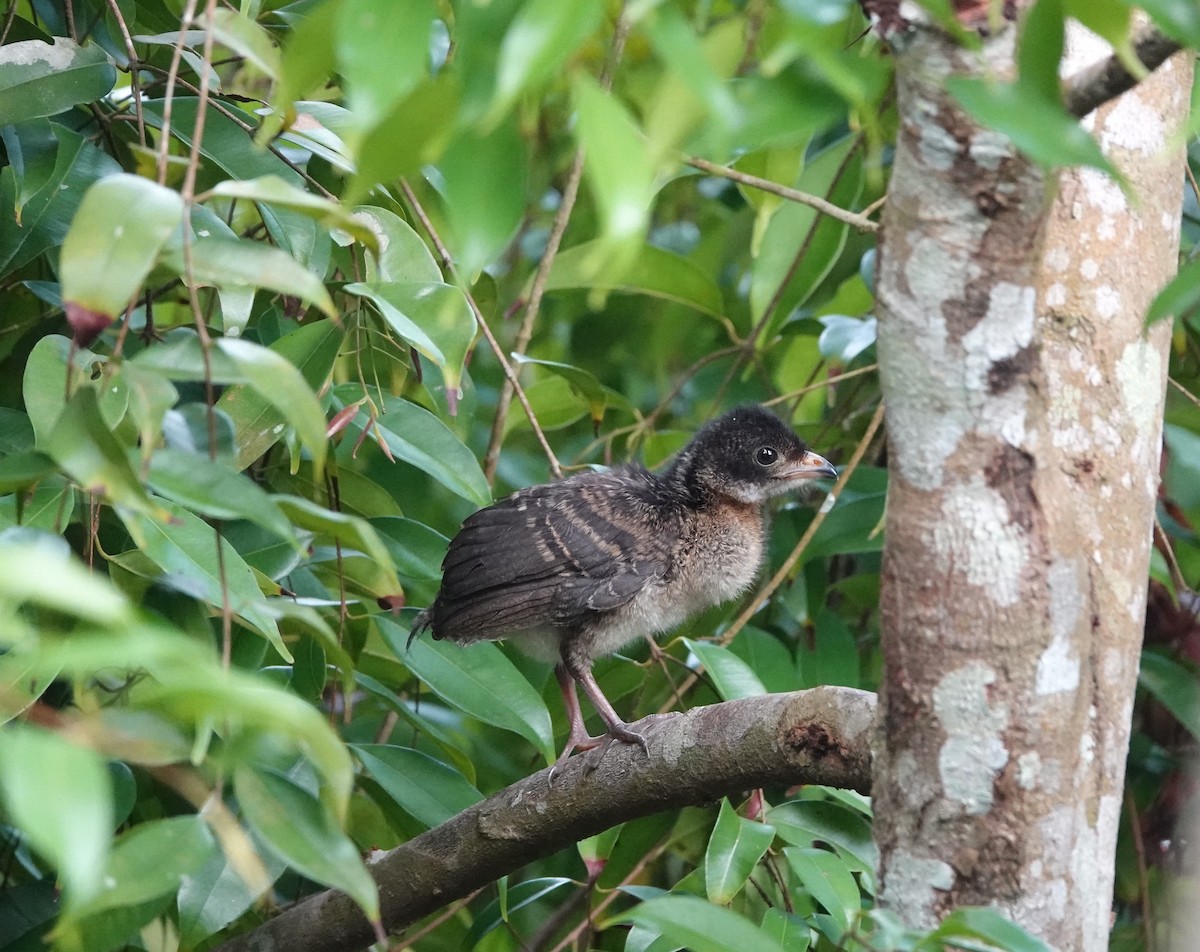 Gray-headed Chachalaca - ML620554474