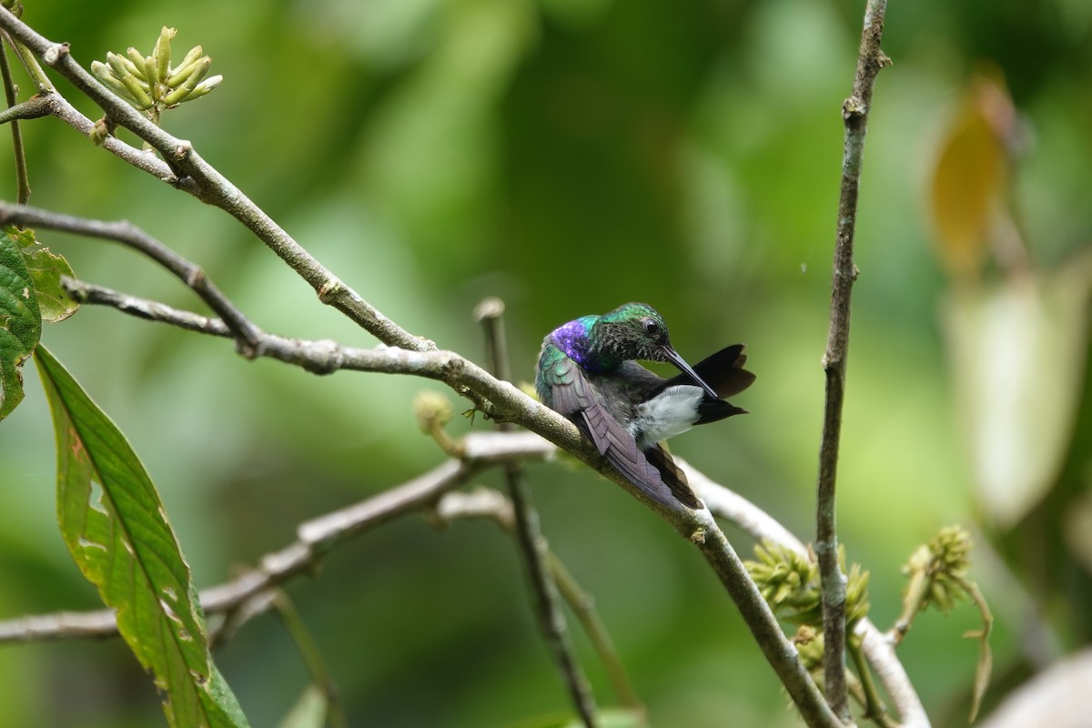 Purple-chested Hummingbird - ML620554481