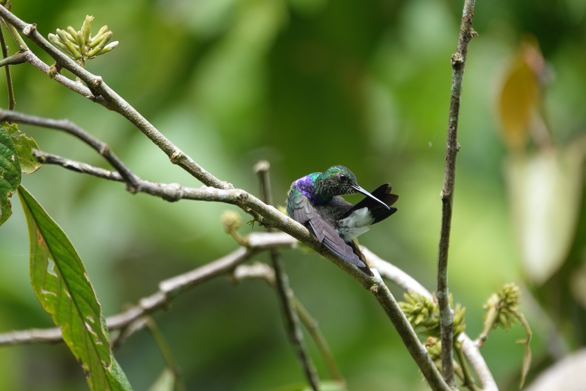 Purple-chested Hummingbird - ML620554482