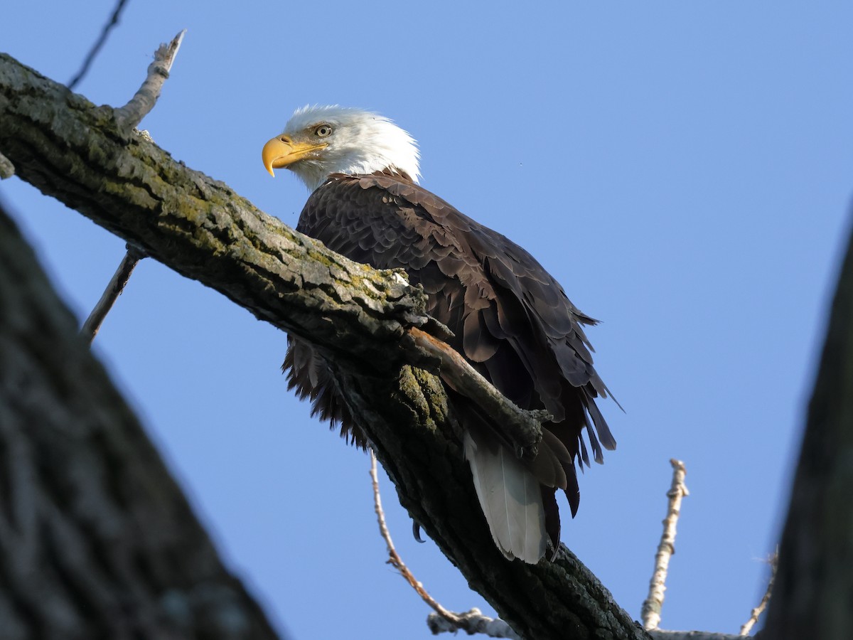 Bald Eagle - ML620554483