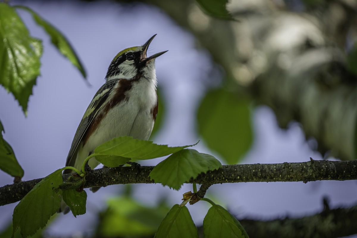 Chestnut-sided Warbler - ML620554486