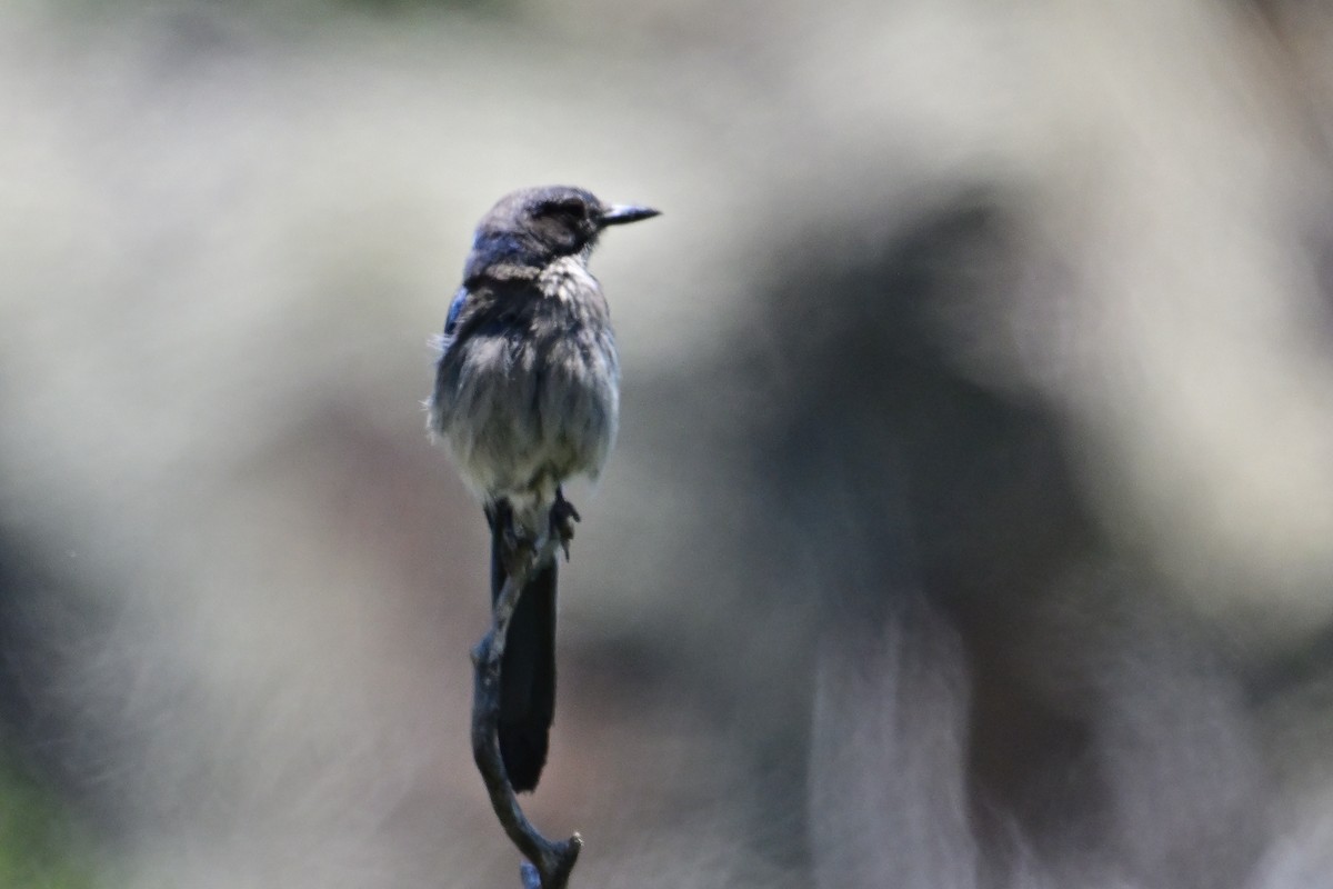 Woodhouse's Scrub-Jay - Buck Lee