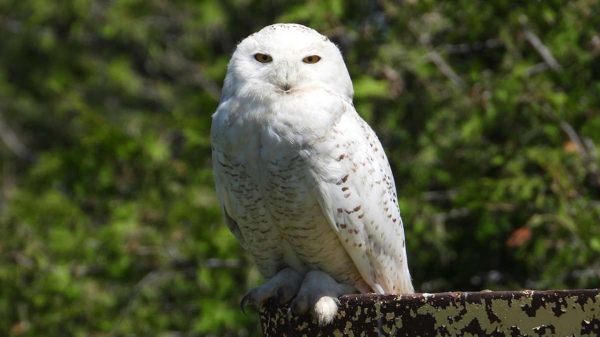 Snowy Owl - ML620554496