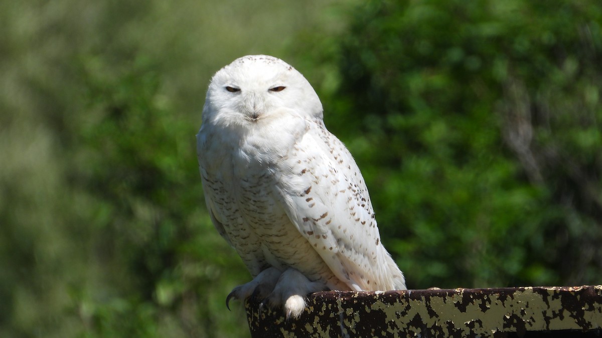 Snowy Owl - ML620554497