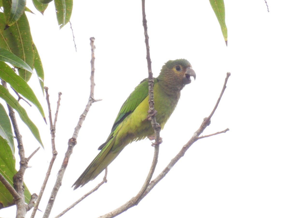 Brown-throated Parakeet - ML620554498