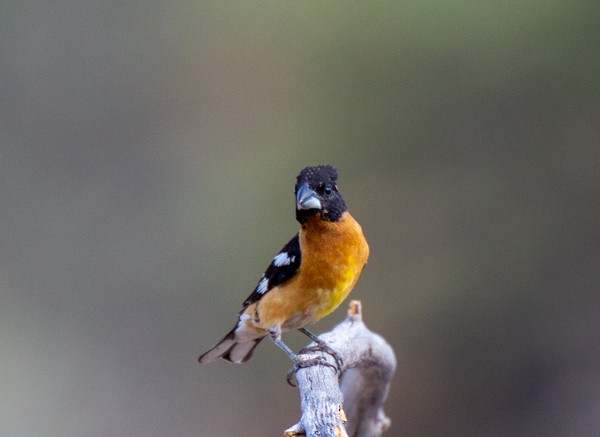 Black-headed Grosbeak - ML620554499