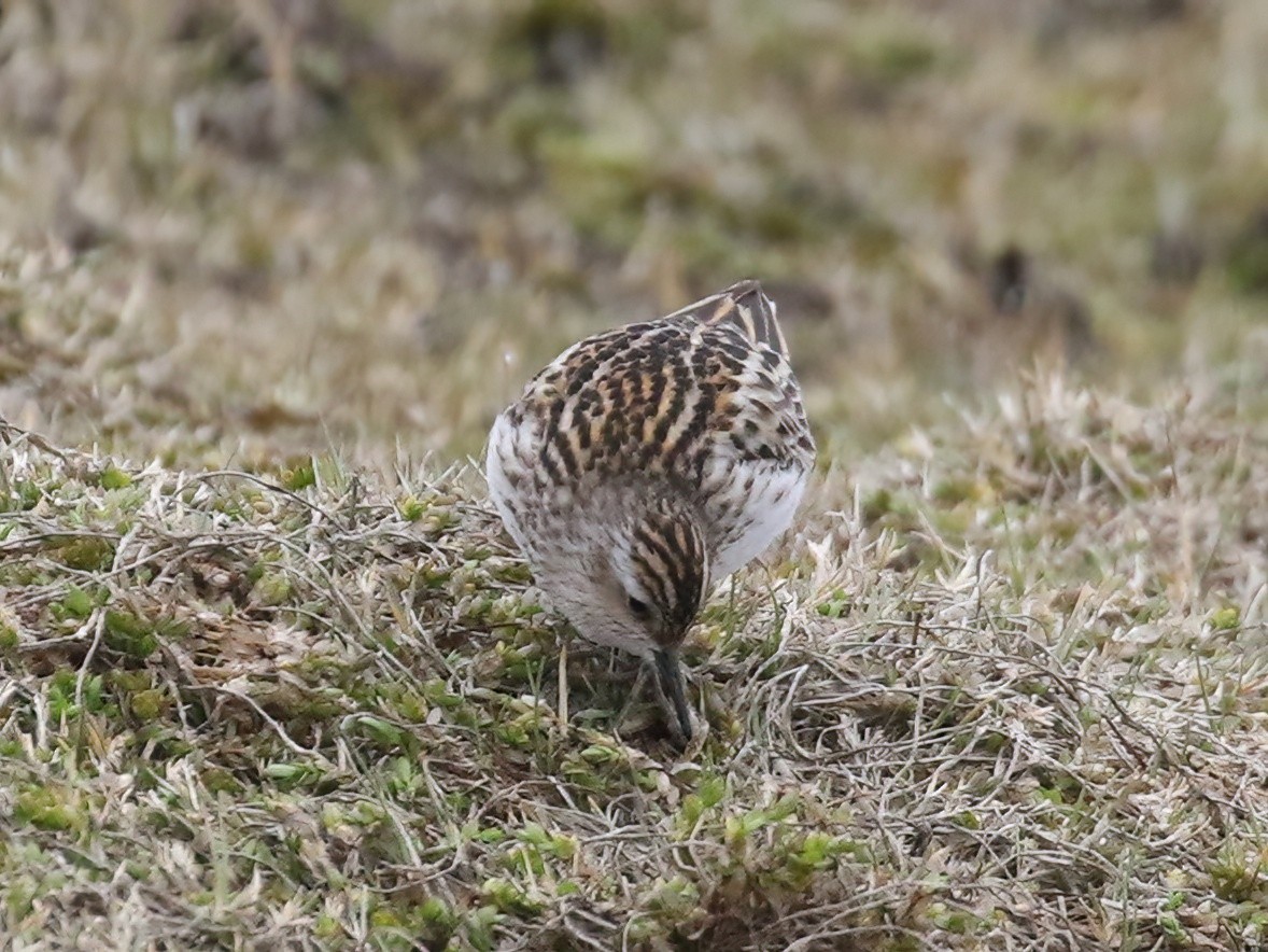 langtåsnipe - ML620554501