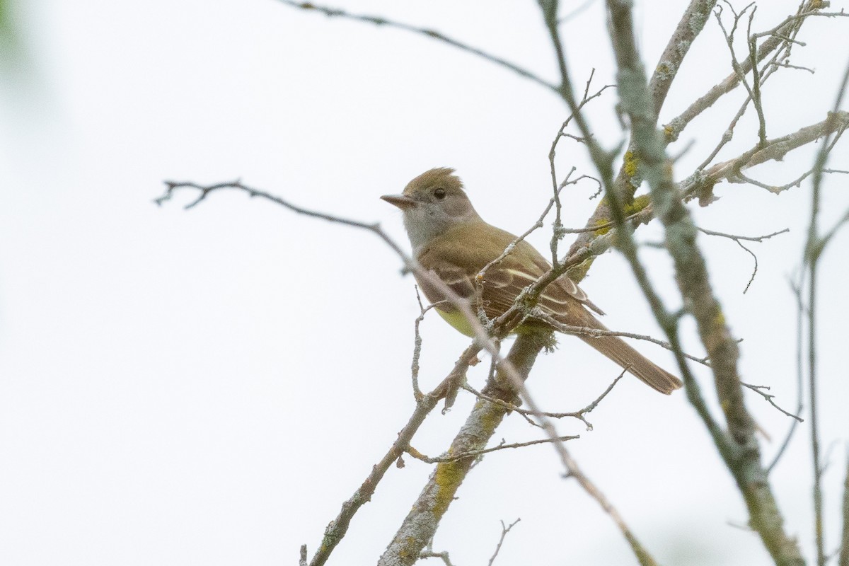 Great Crested Flycatcher - ML620554507
