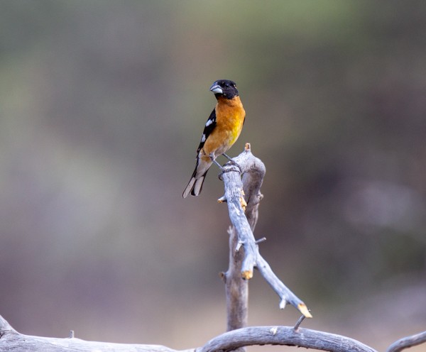 Black-headed Grosbeak - ML620554508