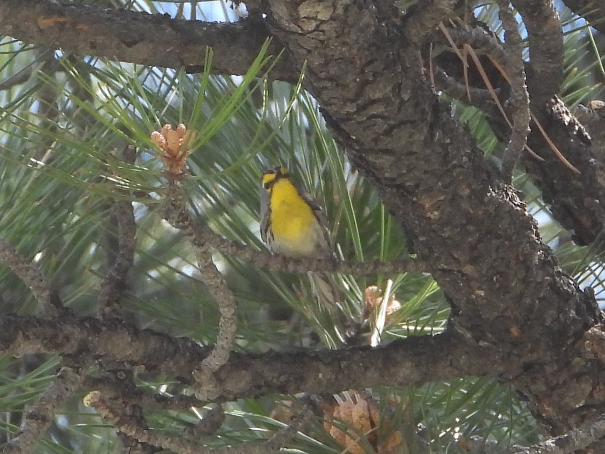 Grace's Warbler - ML620554509