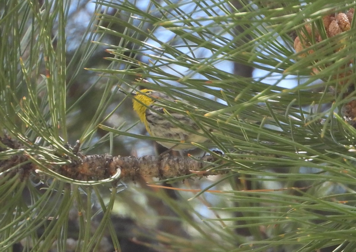 Grace's Warbler - ML620554510