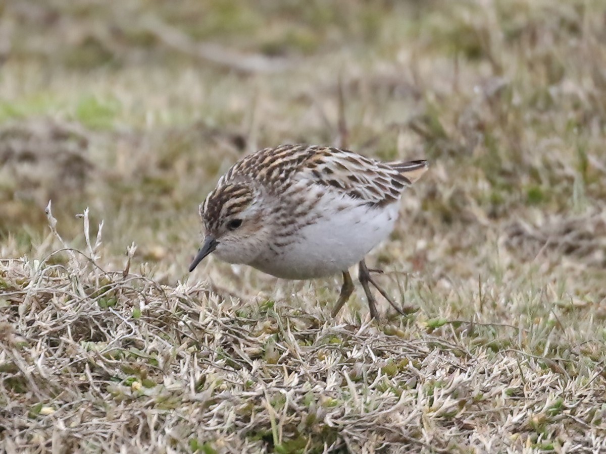 Long-toed Stint - ML620554513