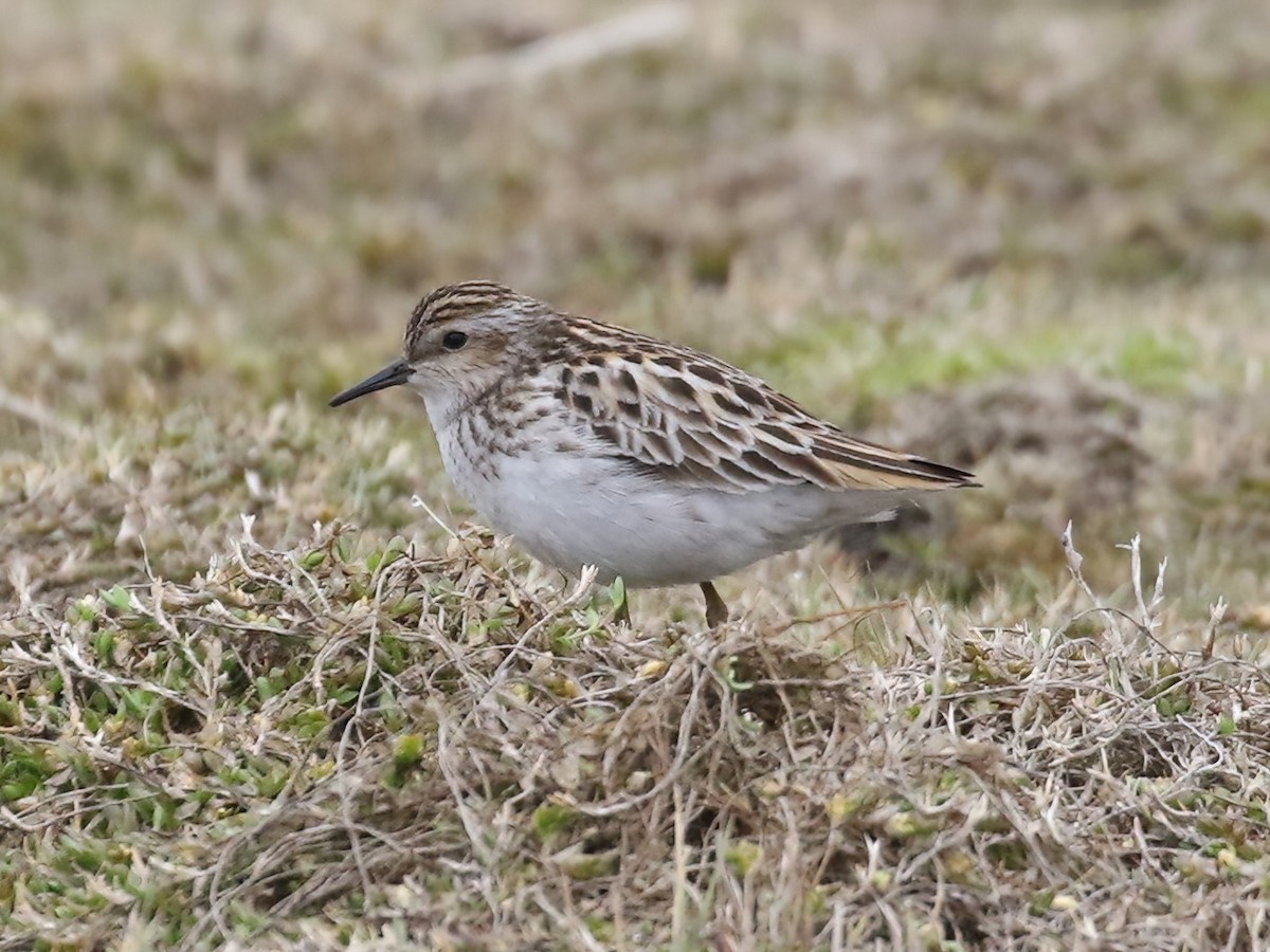 Long-toed Stint - ML620554520