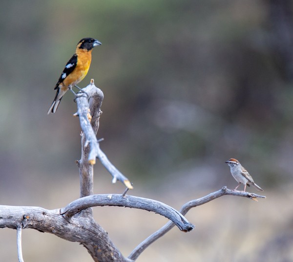 Black-headed Grosbeak - ML620554522