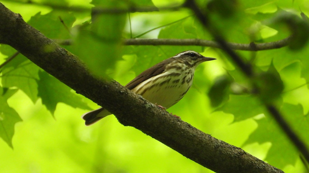 Louisiana Waterthrush - ML620554528