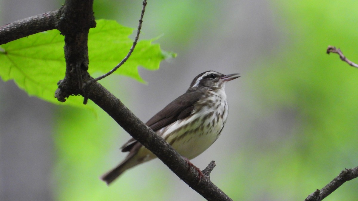 Louisiana Waterthrush - ML620554533