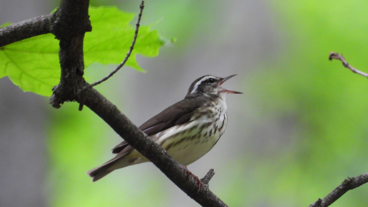 Louisiana Waterthrush - ML620554534