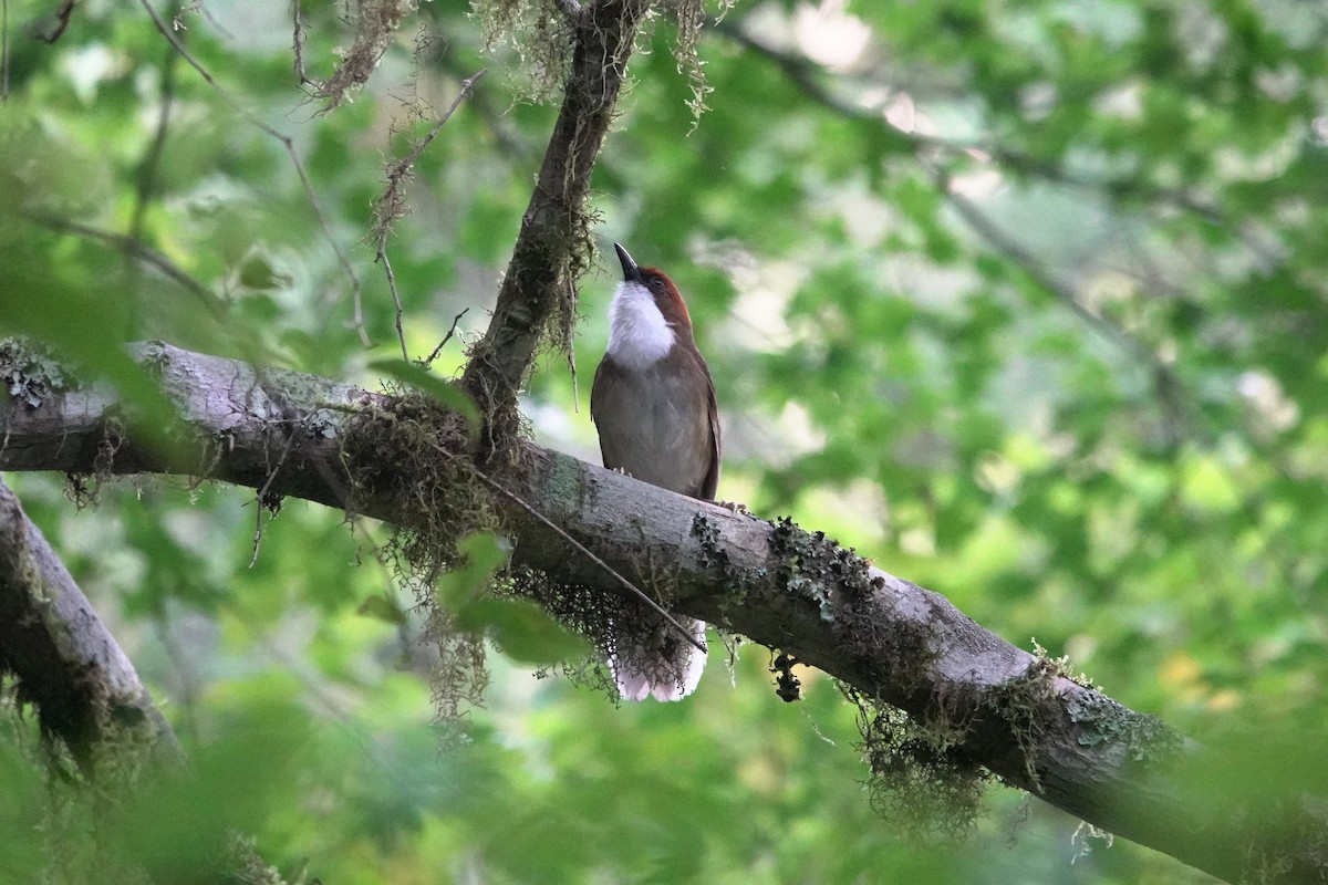 Rufous-crowned Laughingthrush - ML620554537