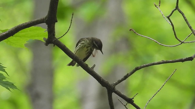 Louisiana Waterthrush - ML620554541