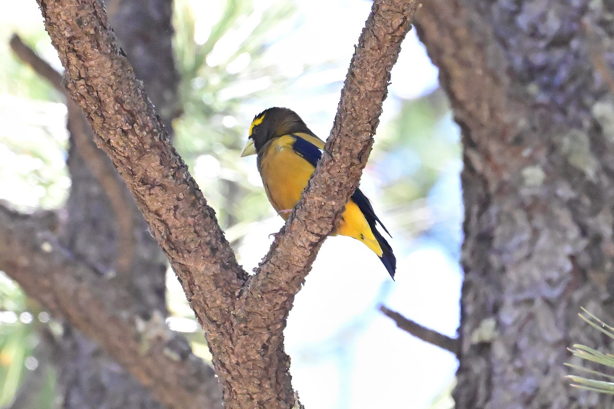 Evening Grosbeak - ML620554548