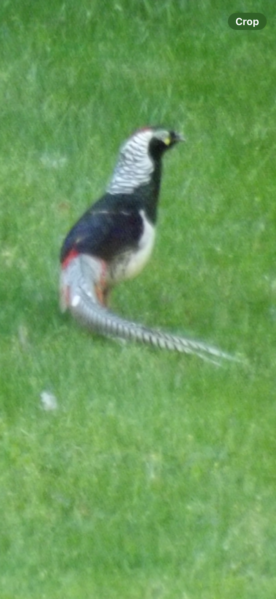 Lady Amherst's Pheasant - ML620554583