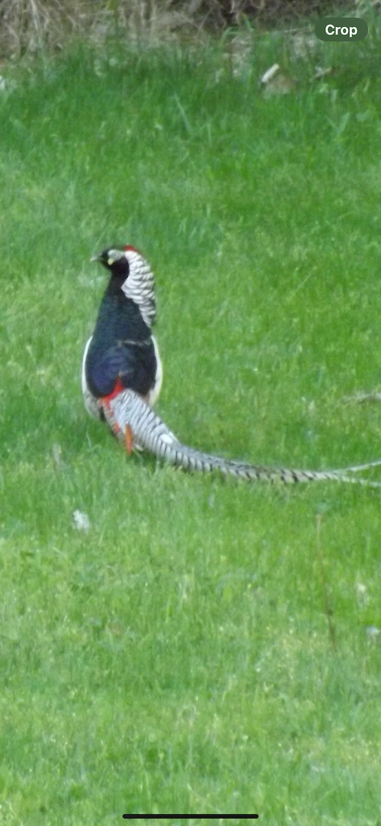 Lady Amherst's Pheasant - ML620554584