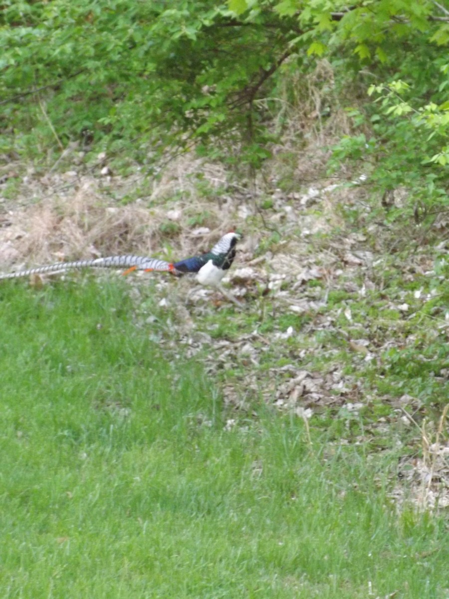 Lady Amherst's Pheasant - ML620554585