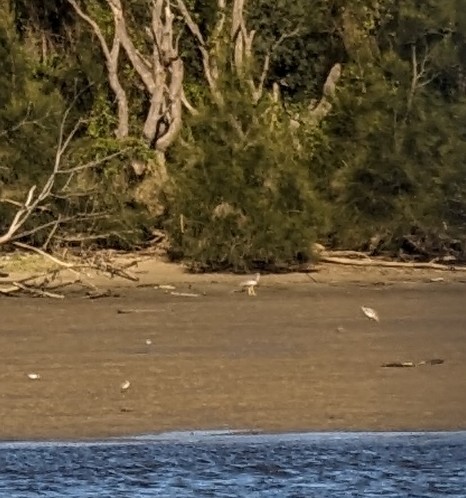 Beach Thick-knee - ML620554596