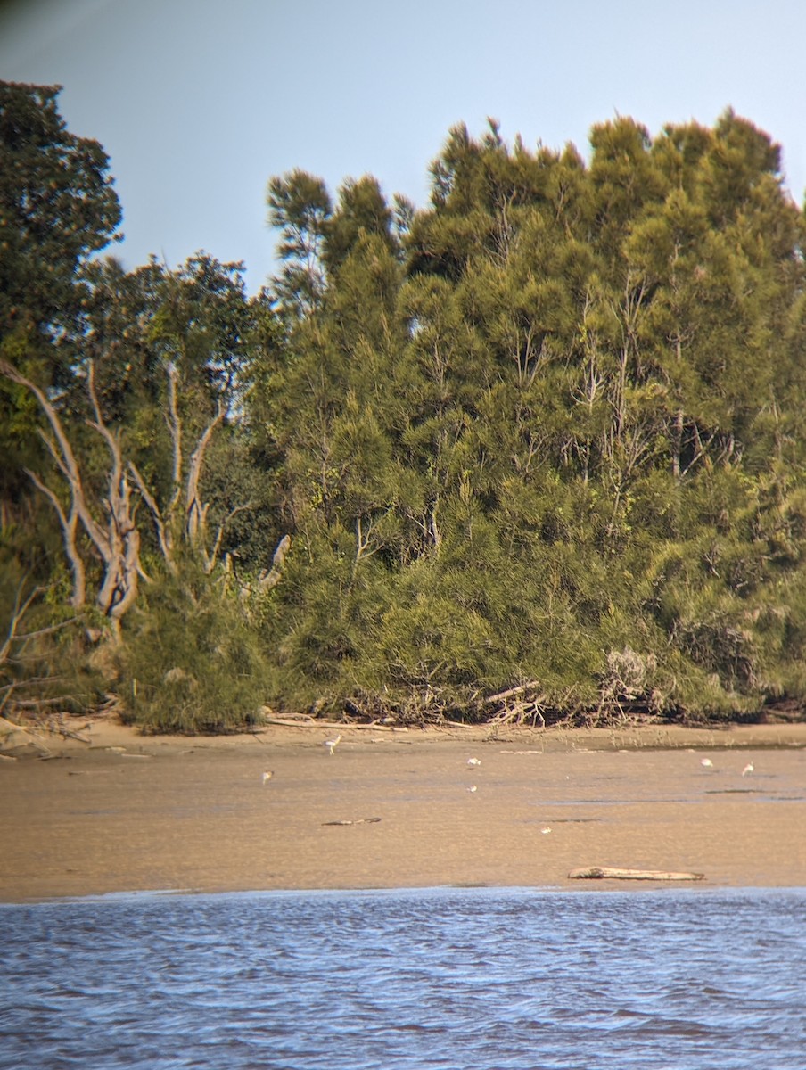 Beach Thick-knee - ML620554597