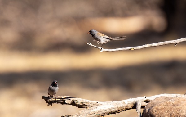 Black-chinned Sparrow - ML620554604