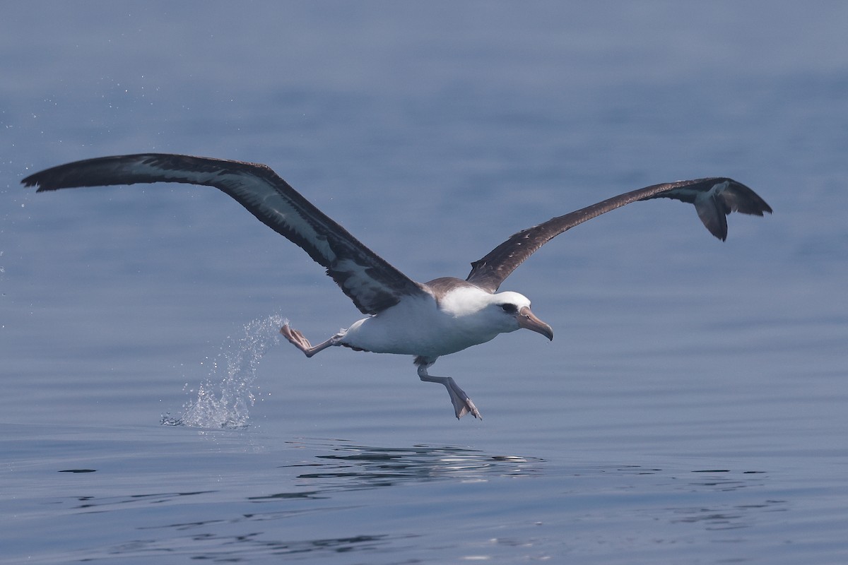 Albatros de Laysan - ML620554607