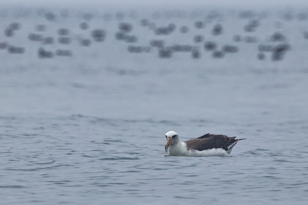 Albatros de Laysan - ML620554609