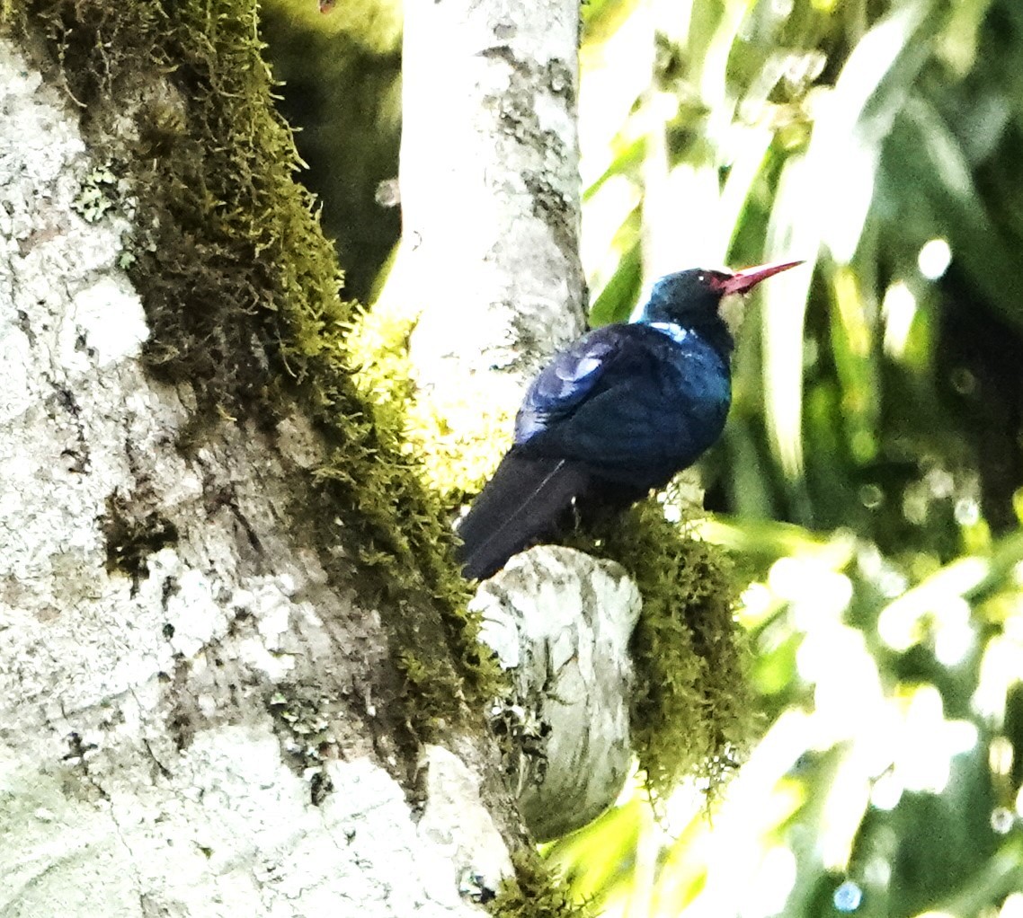 White-headed Woodhoopoe - ML620554610