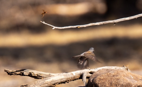 Black-chinned Sparrow - ML620554611