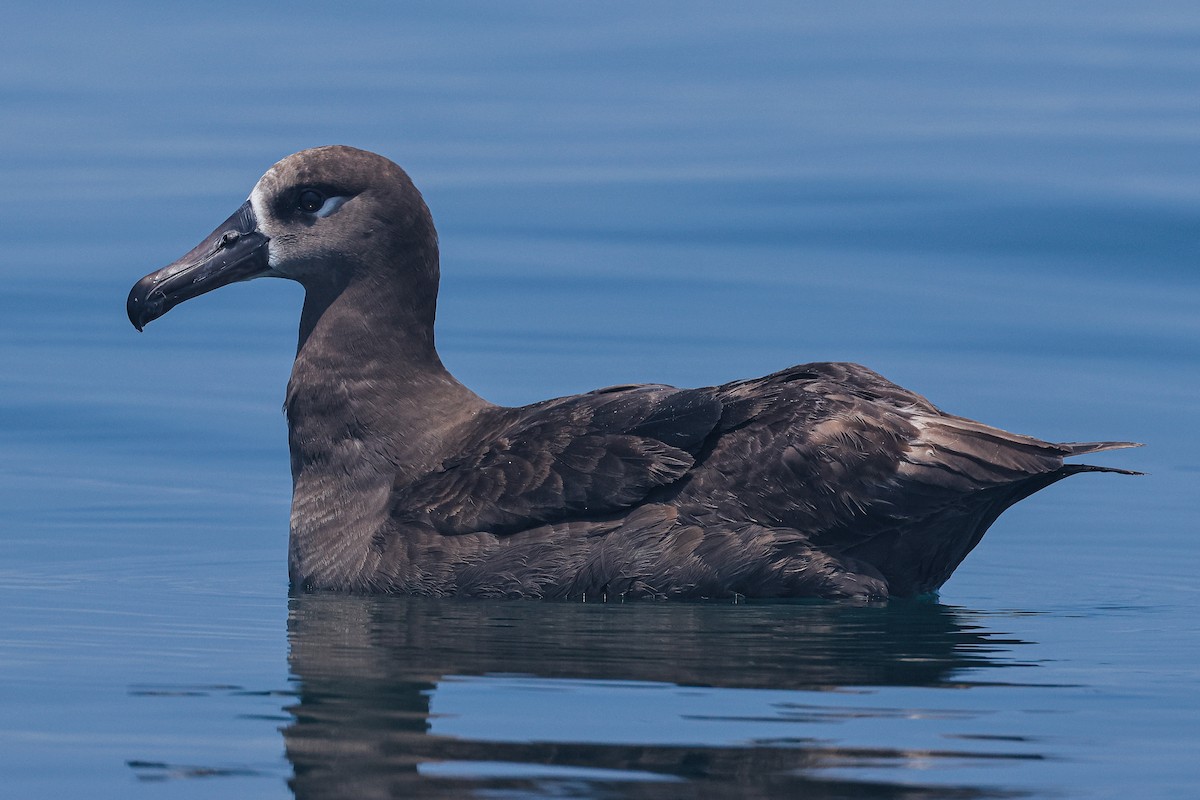 Black-footed Albatross - ML620554615