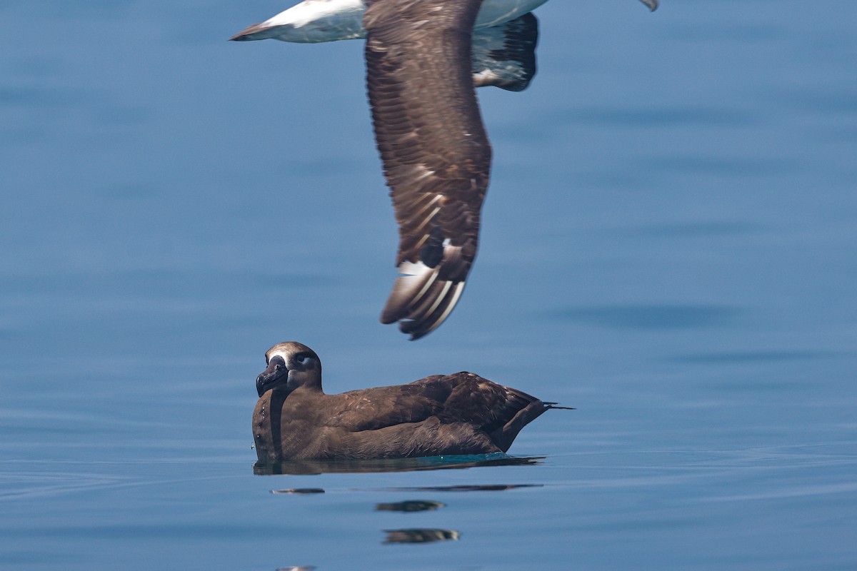 Black-footed Albatross - ML620554616